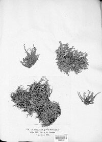 Ramalina polymorpha image